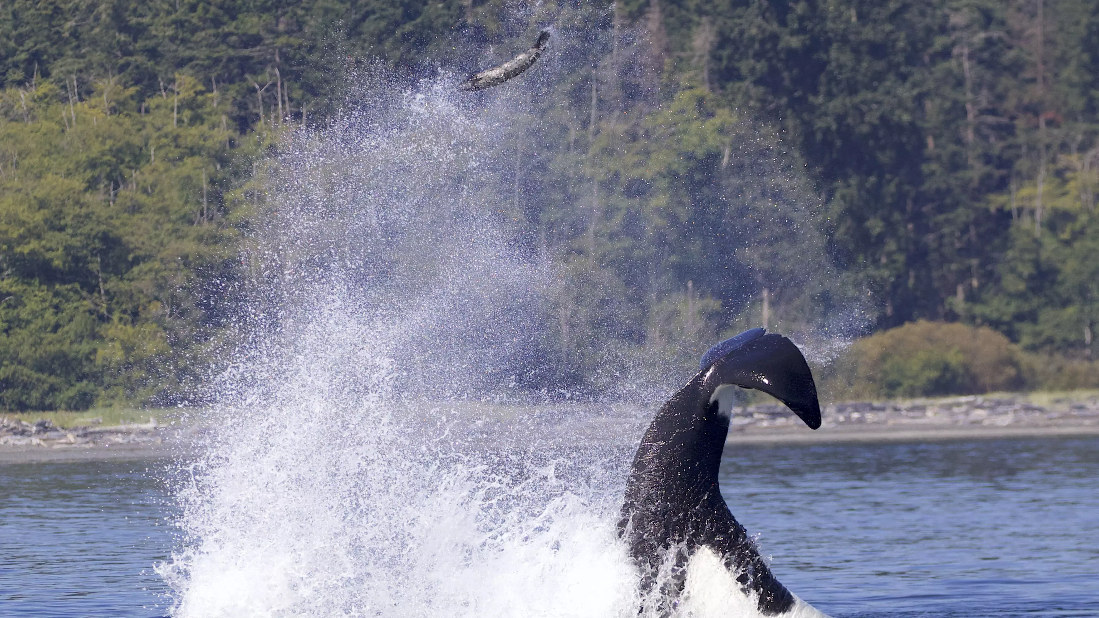 Photos Capture Moment Whale Flings Seal High Into The Air