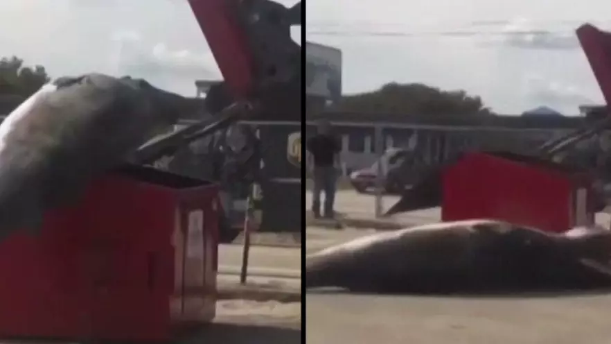 Authorities Try And Fail To Dispose Of A Dead Baby Whale In A Dumpster