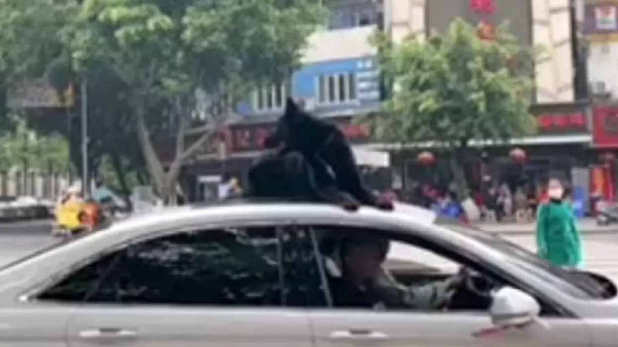Driver Makes His Dog Sit On The Roof Of His Car 