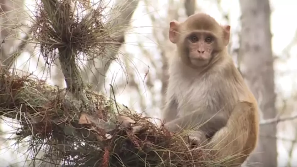 Feral Herpes-Ridden Monkeys Are Now Roaming Florida's Northeast Coast