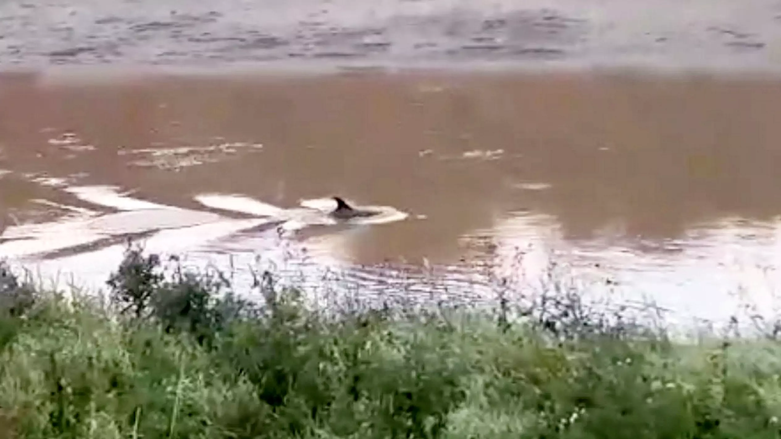 Dolphin Spotted In River In Cambridgeshire