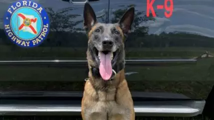 K-9 Praised For Sniffing Out More Than 900 MDMA Pills Hidden Inside Car