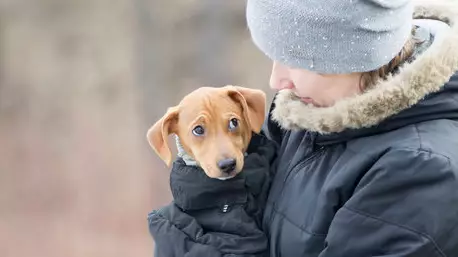 Expert Explains What Your Dog Thinks And How Much They Understand 