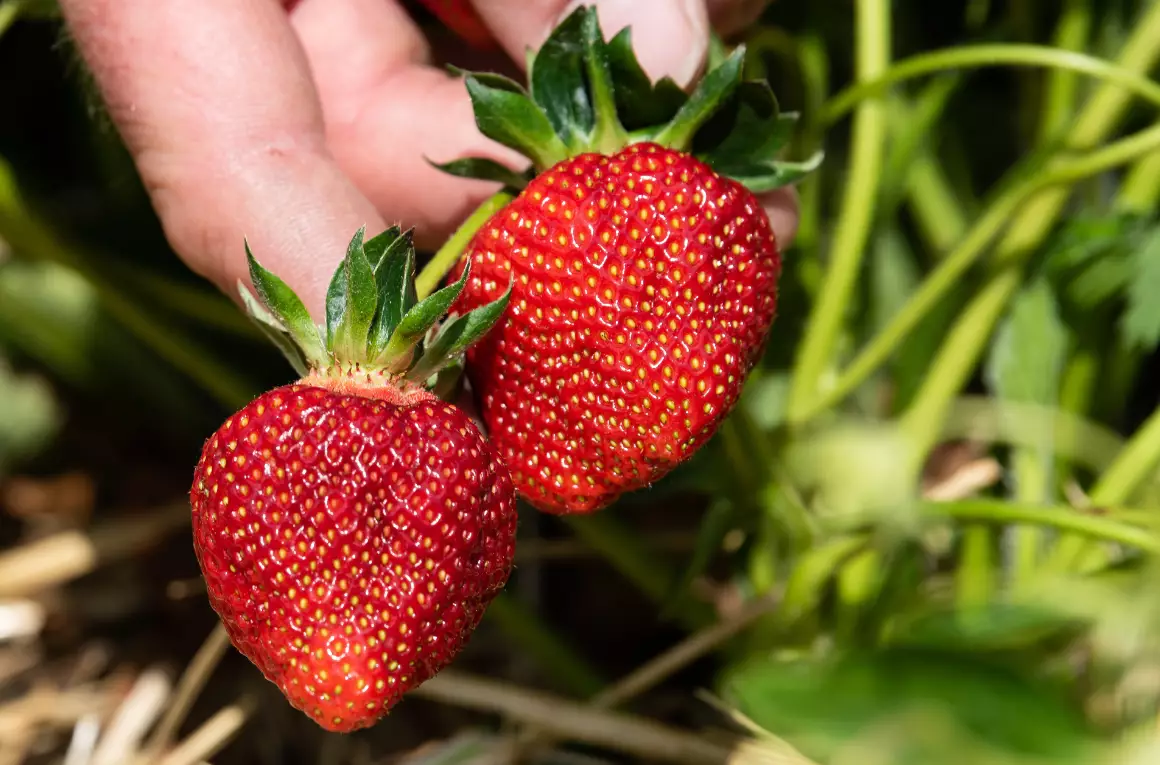 The name is a reference to the strawberry harvest, not a colour.