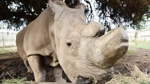 The Last Male Northern White Rhino In The World Has Died