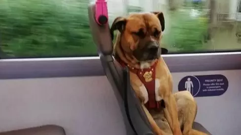 Owners Haven't Picked Up Dog Found Riding Bus Alone 
