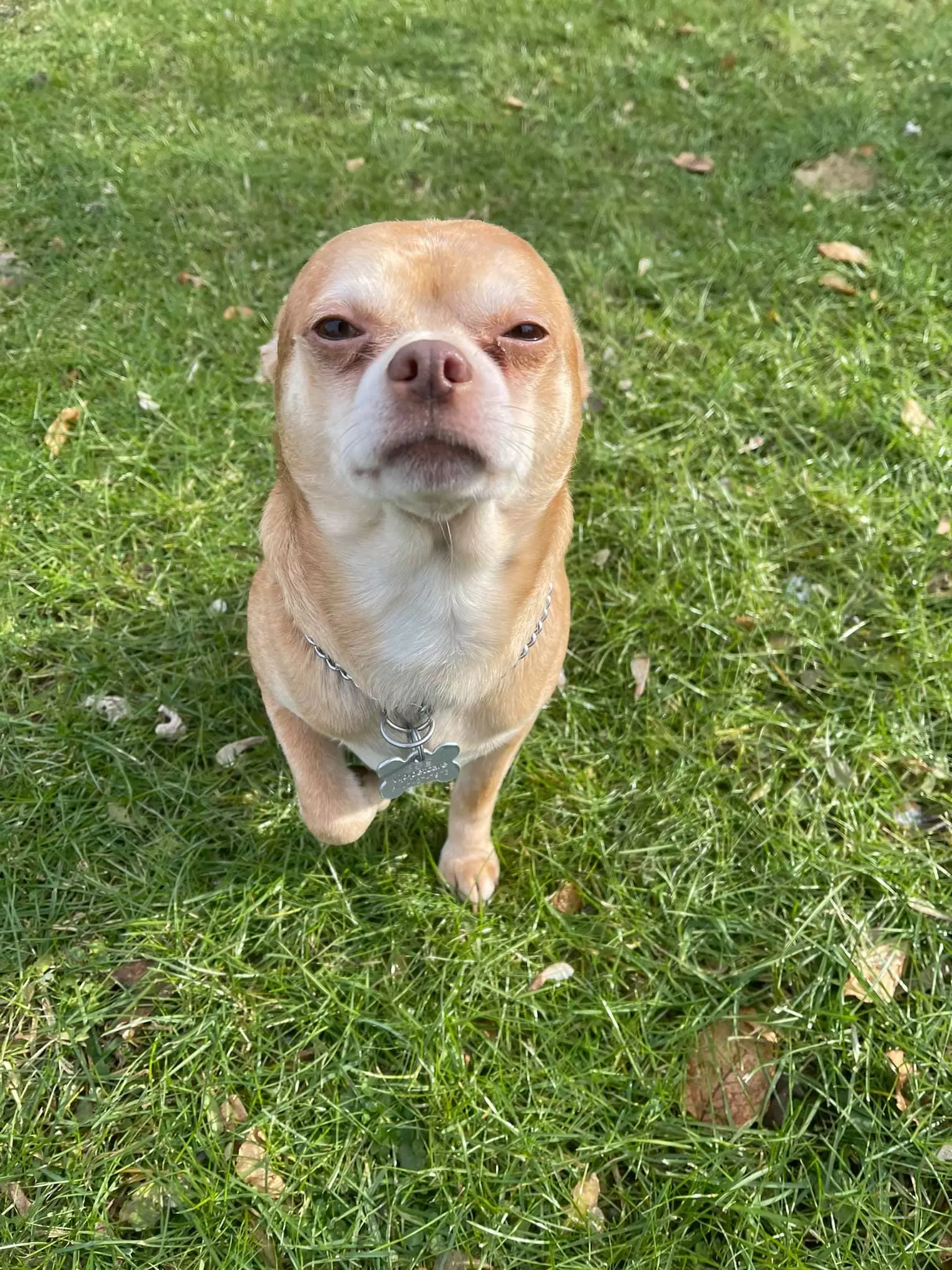 Prancer the chihuahua has gone viral on Facebook