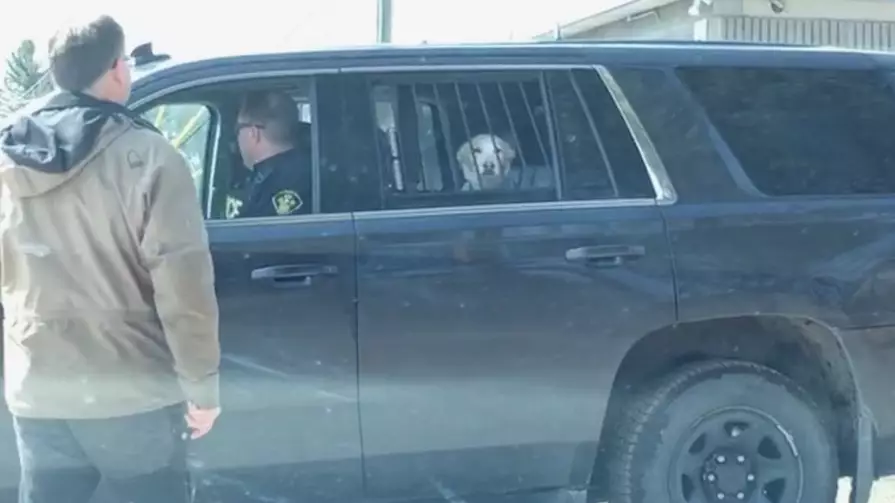 A Dog Who Was Detained By Police After Chasing A Deer Becomes Internet Sensation