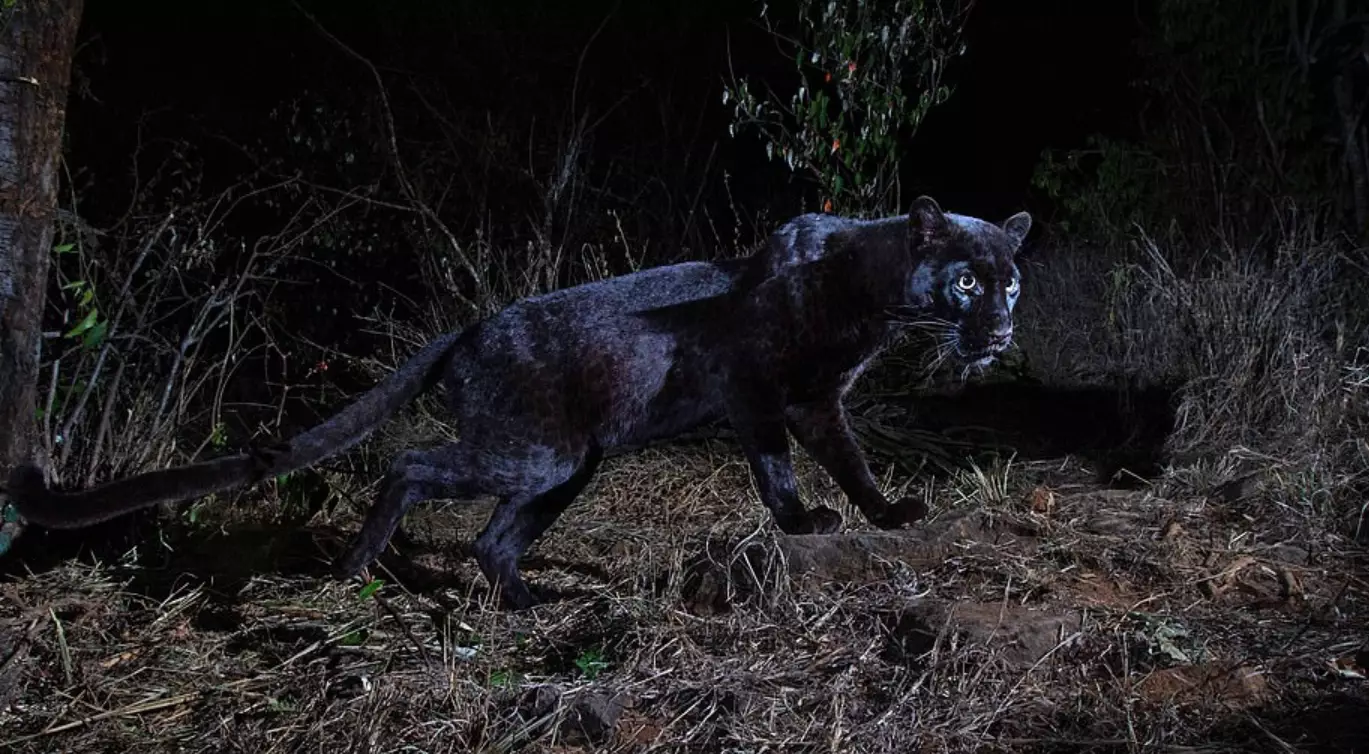 The black leopard is also referred to as a black panther.