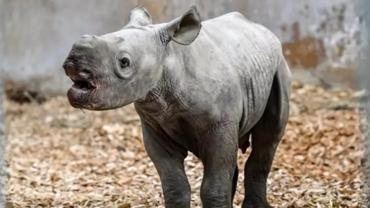 People Are Shocked By The Noise Baby Rhinos Make