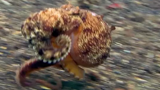 Bizarre Video Shows How Octopuses 'Walk' On Sea Floor