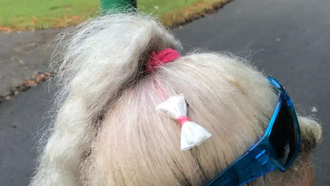 Woman Found With Bag Of Meth Disguised As A Hair Bow