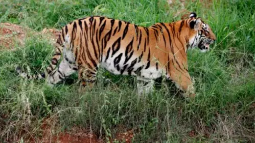 Tiger Completes 'Longest Walk Ever' In 800-Mile Trek Across India