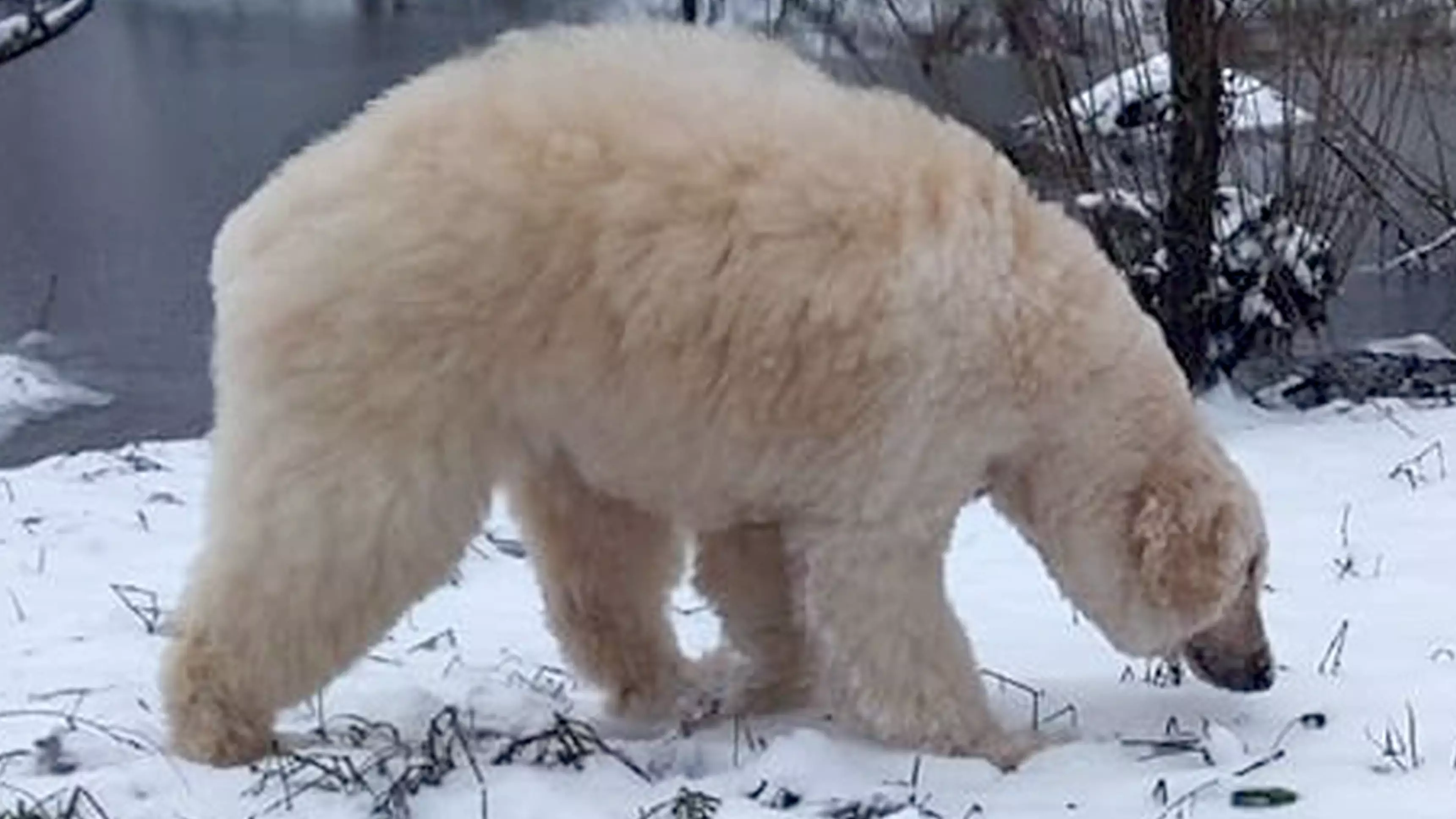 Groomer Transforms Dog Into Very Realistic-Looking Polar Bear 