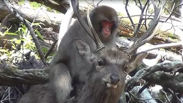 Monkeys Mounting Deer Could Be 'New Trend', Claim Scientists