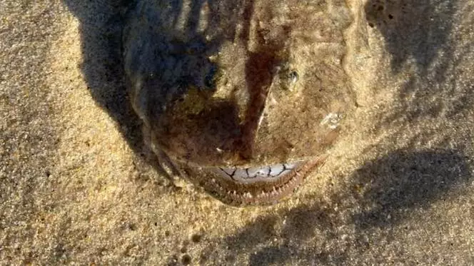 Beachgoer Baffled After Spotting Bizarre Fish With Teeth On Shore