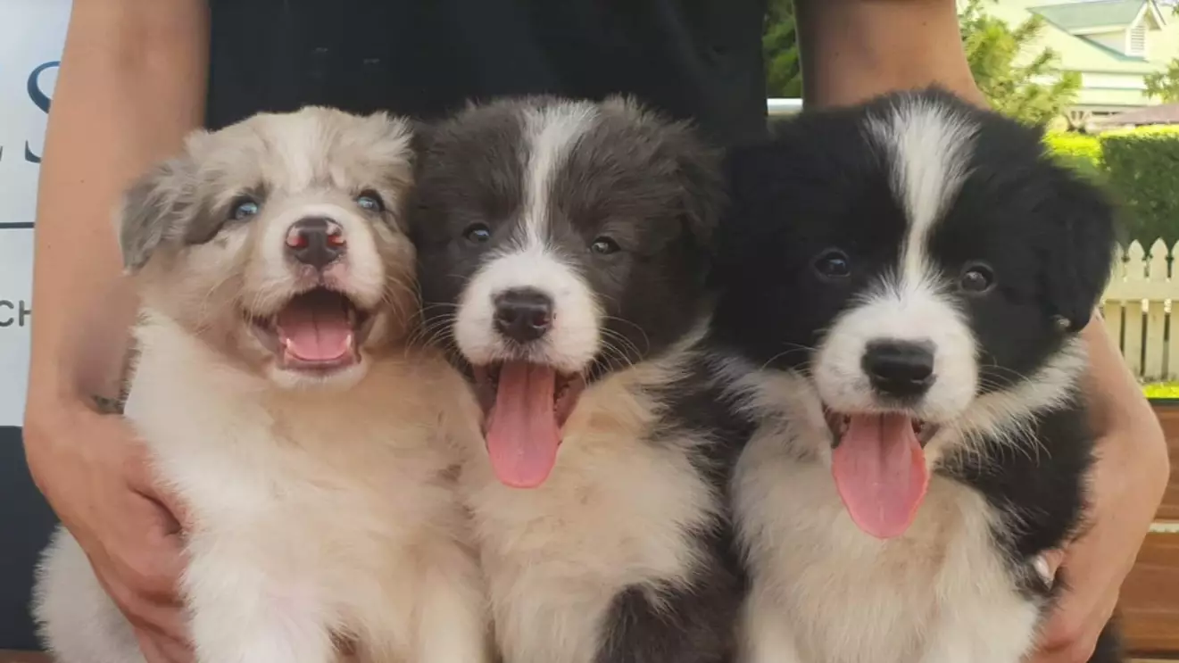 Aussie Cafe Allows You To Play With Border Collie Puppies While You Sip Your Coffee