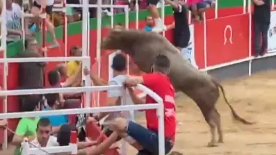 ​Bull Leaps Into Crowd At Spanish Event Before Being Shot Dead