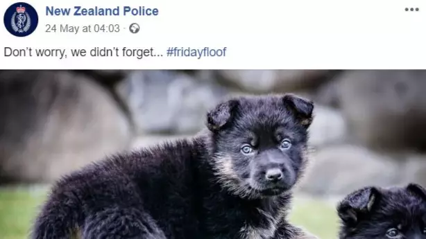 New Zealand Police Told To Stop Spending Over $100,000 Posting Dog Pictures On Social Media