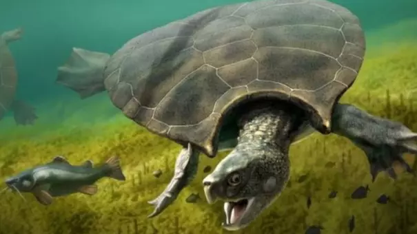 Researchers Find 13-Million-Year-Old Turtle Fossil The Size Of A Car