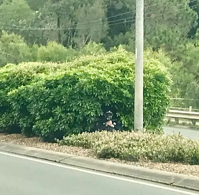 The officer was spotted hiding in a bush.