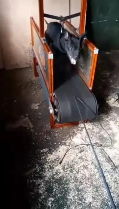 A dog being forced to run on a treadmill.
