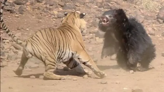 Sloth Bear Chases Off Tiger After Amazing Tussle