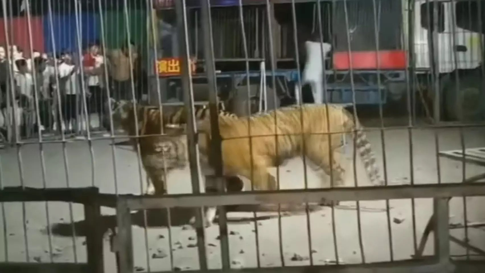Performing Tiger Escapes Circus Cage As Crowd Panic