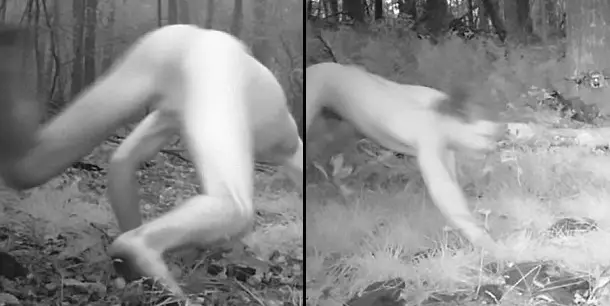 Cameras Catch Naked Man High On LSD Thinking He's A Tiger