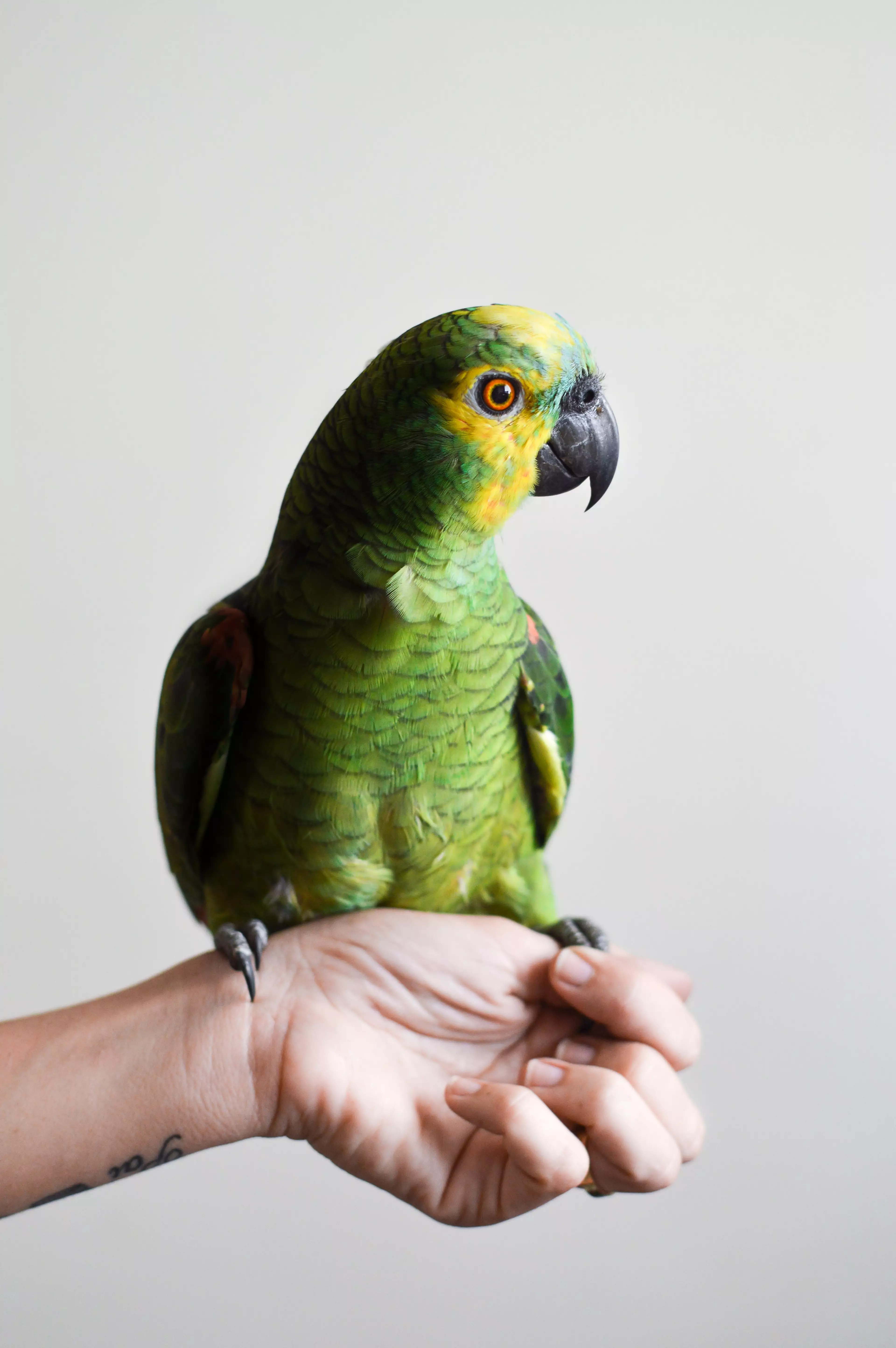 Parrots are the most likely pets to have human names. (