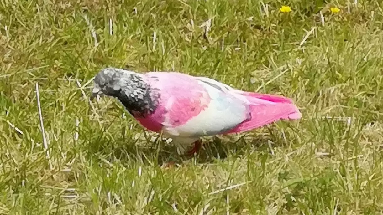Man Spots Exotic-Looking Pink Pigeon In Berkshire Town