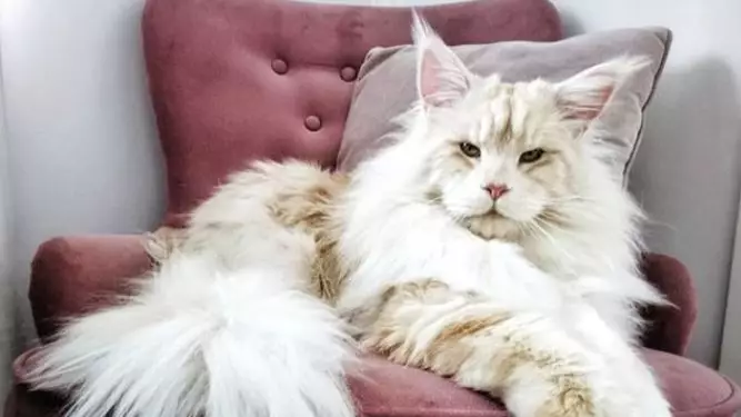 This Giant Maine Coon Cat Has His Own Instagram Account And The Pictures Are Stunning