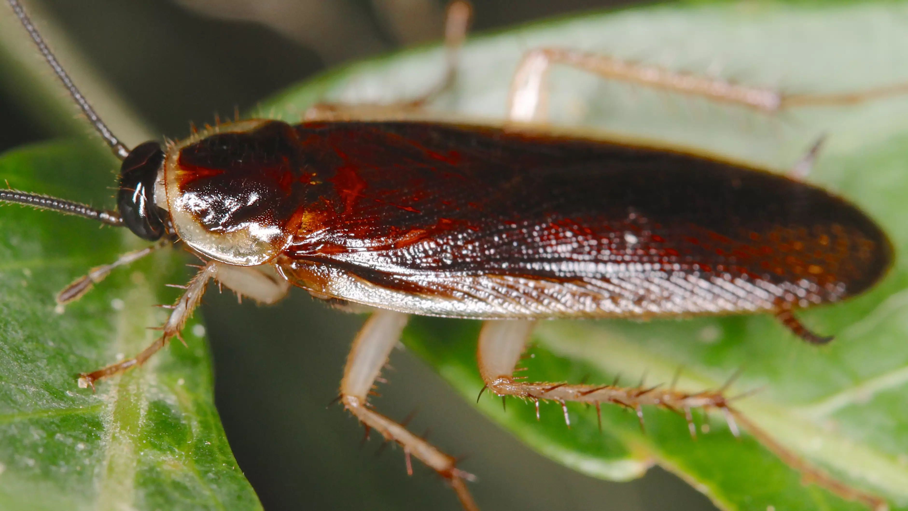 You Can Name A Cockroach After Your Ex This Valentine's Day