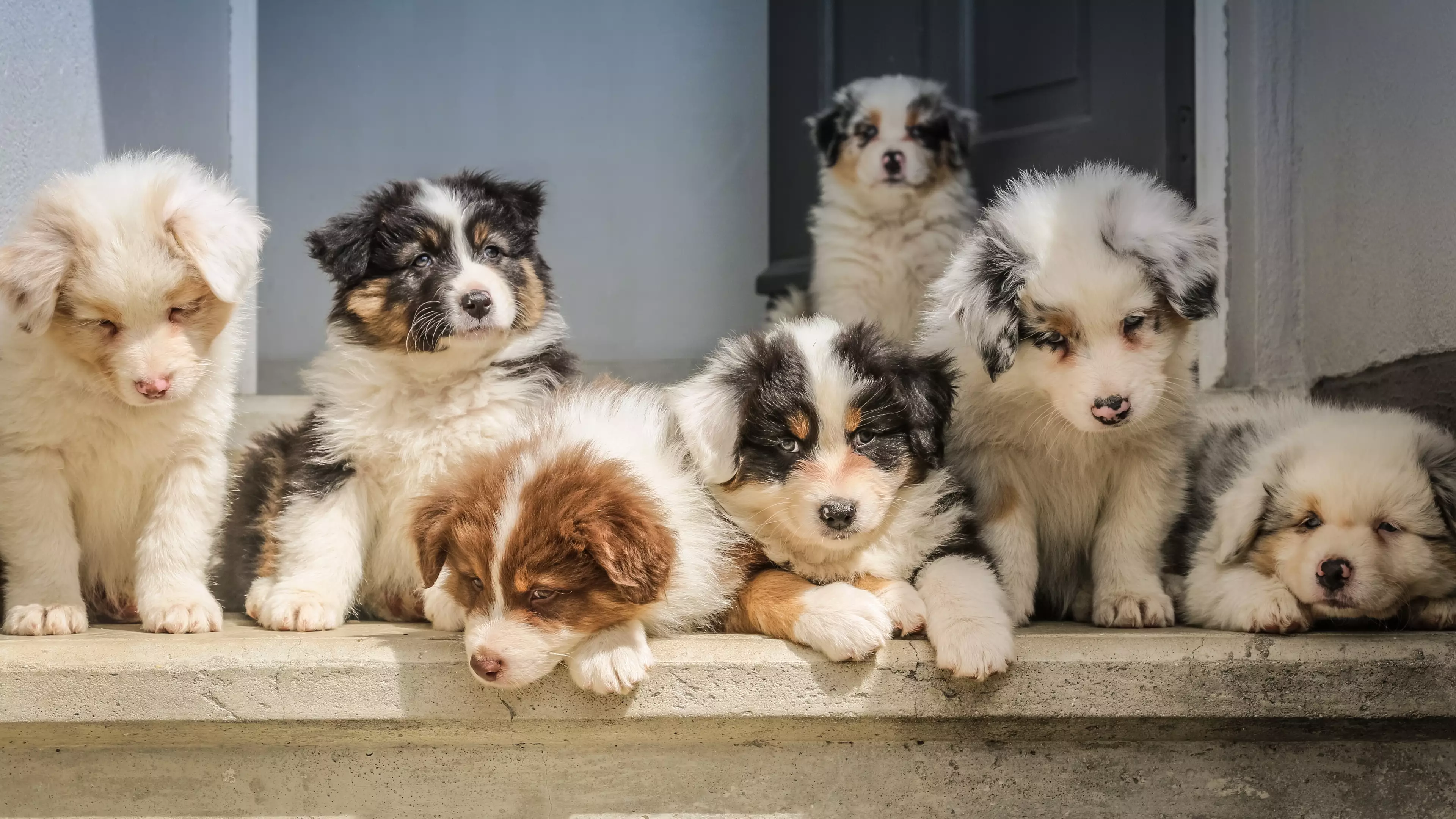 BBC Changes Title For Dog Breeding Documentary Following Backlash And Online Petitions