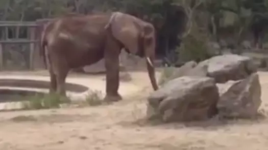 Shocking Video Shows Elephant In Venezuelan Zoo Suffering From Starvation