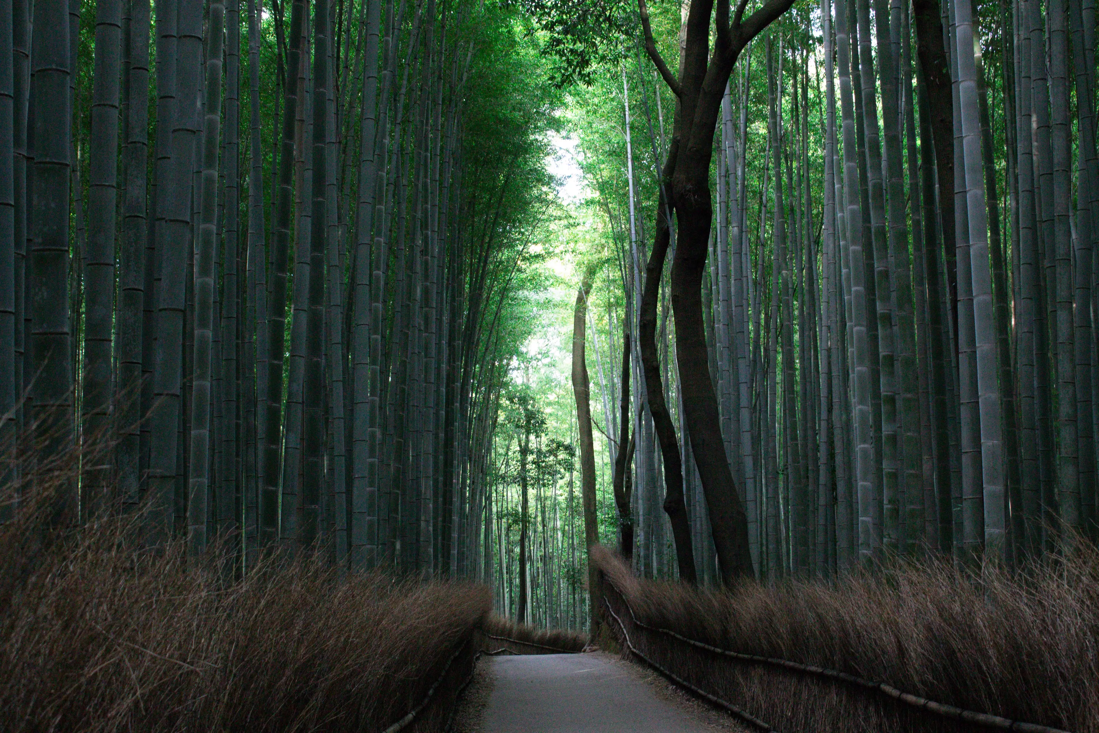 How about a (digital) meander through the tranquil Arashiyama Bamboo Grove? (