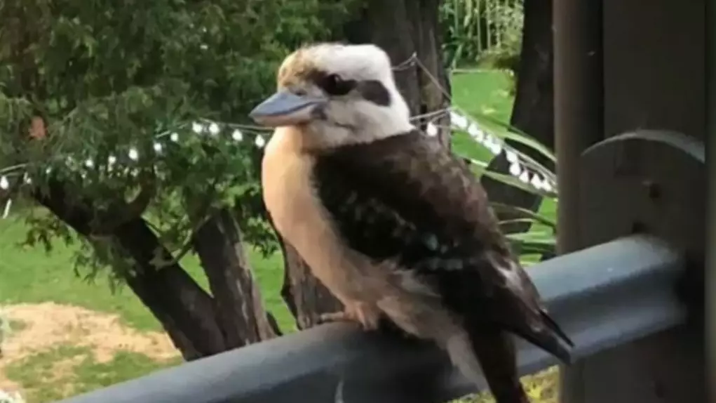 Lawyer For Man Who Allegedly Ripped Off Kevin The Kookaburra's Head Says Bird Had It Coming