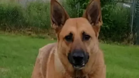 Police Dog Is Still In Shelter 2 Years After Rejection From Force