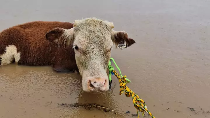 Frantic Search Underway For Livestock Swept Away During ‘Relentless’ NSW Flooding 