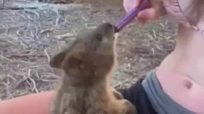Teen Girl Sparks Outrage For Trying To Force A Quokka To Vape 