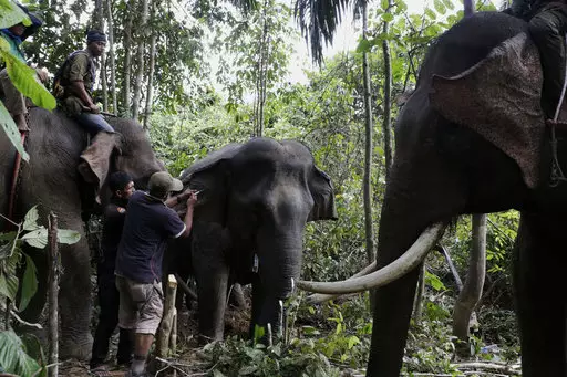 Sumatran elephants are tracked in the jungle.