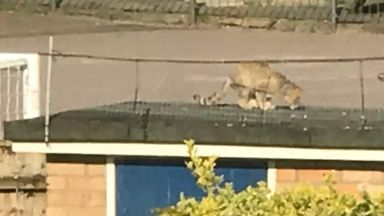 'Large Wildcat With Big Claws' Has Been Spotted In UK Garden