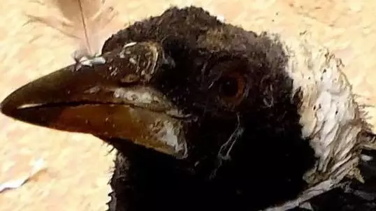 Magpie Lucky To Be Alive After Being Captured And Set On Fire