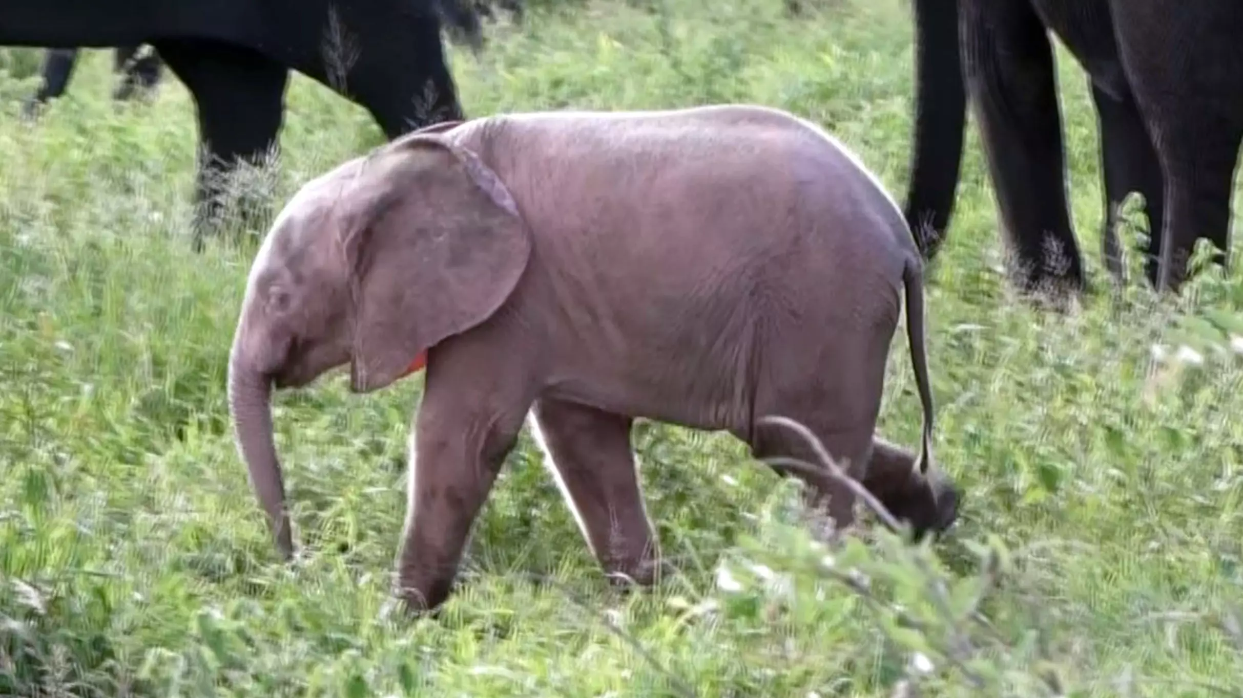 Baby Pink Elephant Thrives In The Wild Against All The Odds