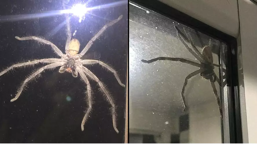 ​This Huntsman Spider Was So Big It Scared Someone’s Cat