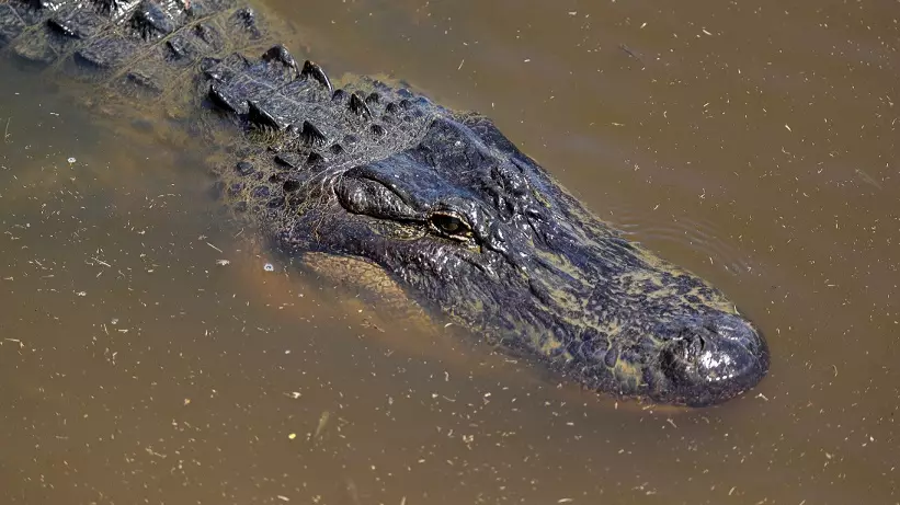 Officials Find Arm Of Missing Woman Found Inside Alligator's Stomach