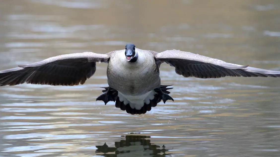 Hunter Knocked Unconscious By Goose Falling From Sky