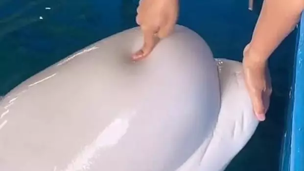 Man Filmed Squeezing Beluga Whale's Head To Demonstrate How Soft It Is