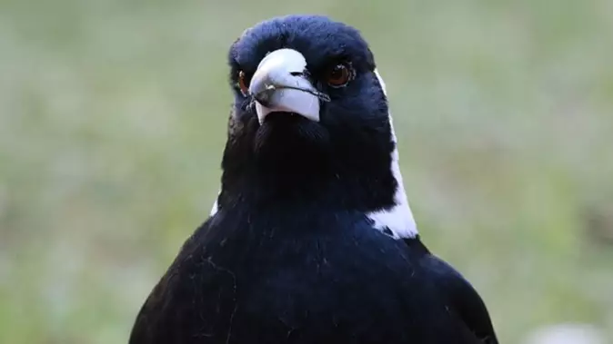 Magpies Will Be Killed In Sydney After Shocking Series Of Swooping Attacks