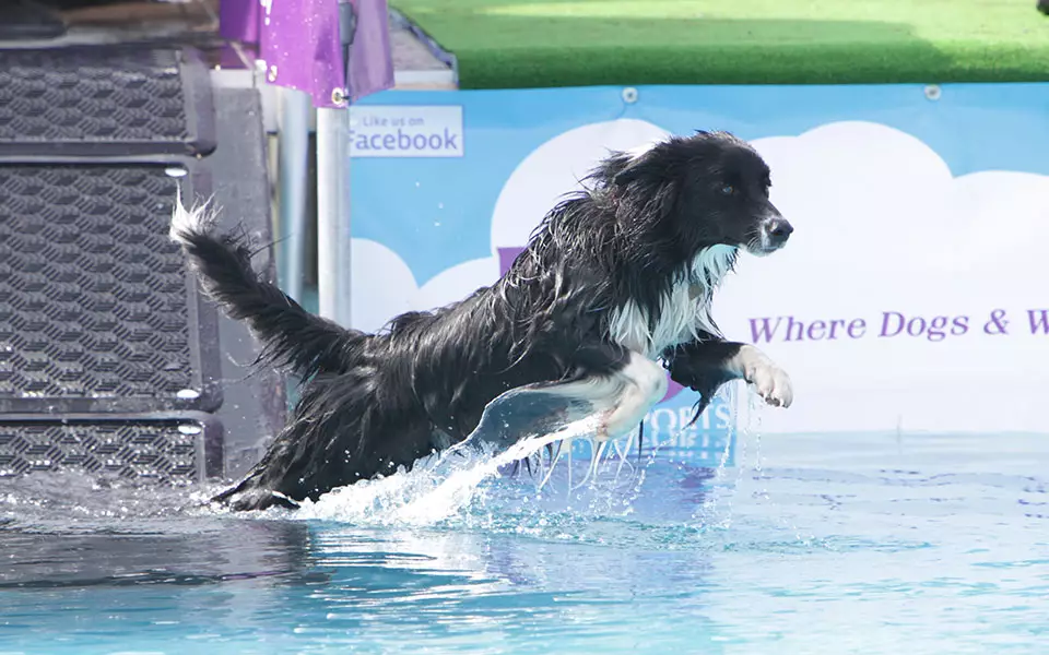 Festival-goers can let their pets enjoy a splash at the K9 Aqua Sports Pool (